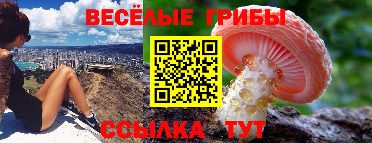 Псилоцибиновые грибы Psilocybe Знаменск